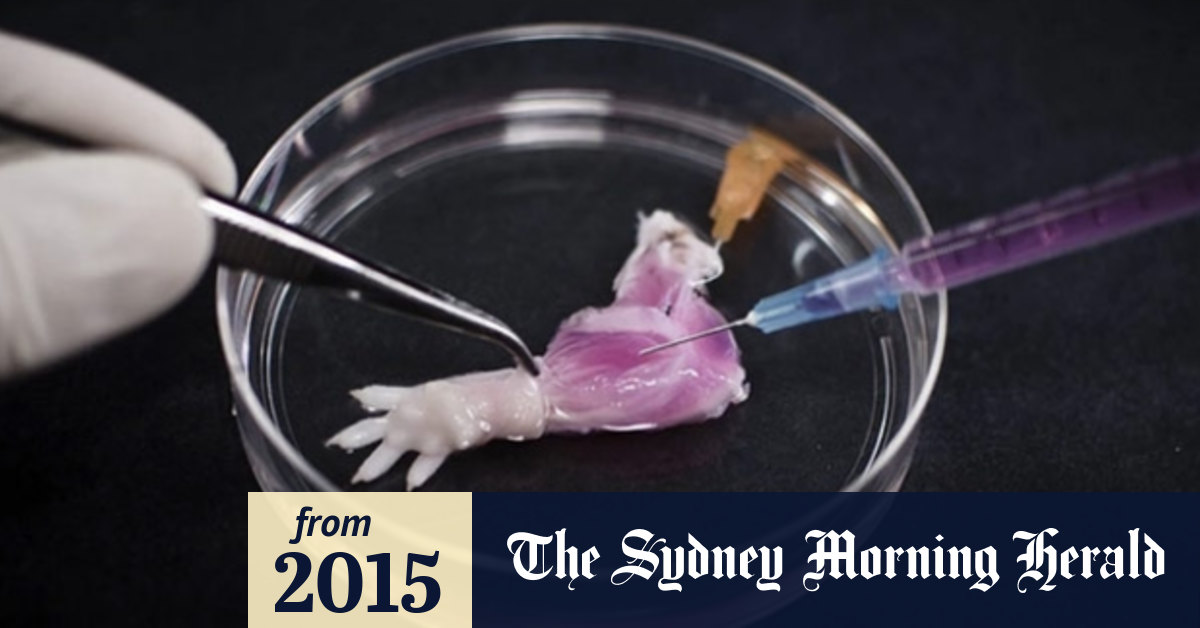 How scientists built the world’s first labgrown limbs